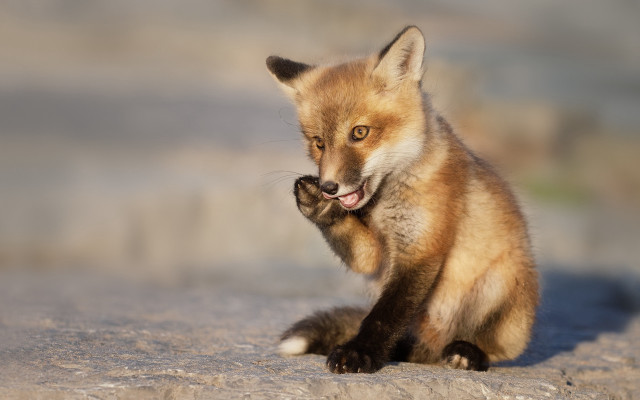 Small fox cub snow toy free wallpaper for desktop - medium preview image