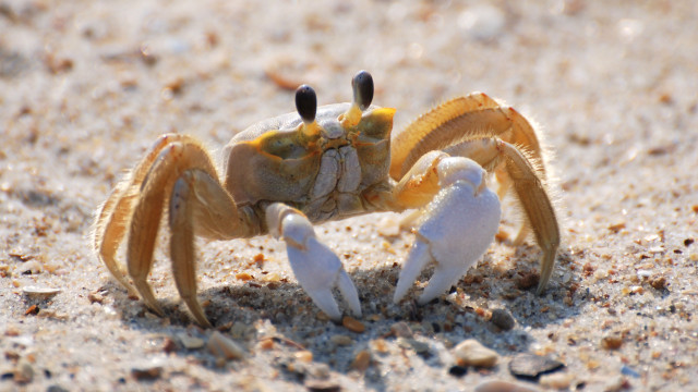 Yellow crab white legs sand free wallpaper for desktop - medium preview image