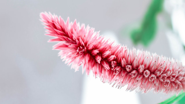 Pink flower green stem white #2 free wallpaper for desktop - medium preview image