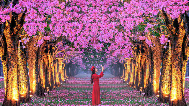 Woman red dress flower field #6 free wallpaper for desktop - medium preview image
