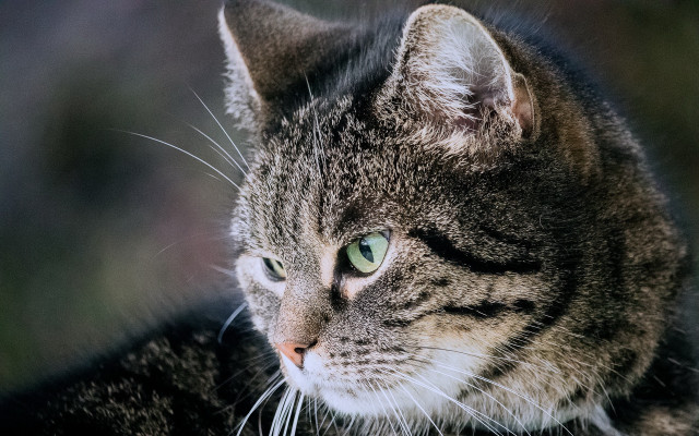 Cat green eyes night bushes free wallpaper for desktop - medium preview image