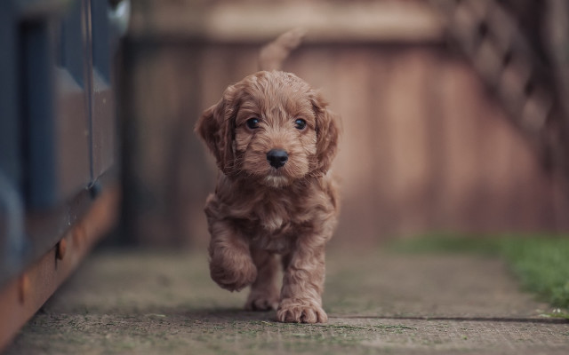 Small brown dog running fence free wallpaper for desktop - medium preview image