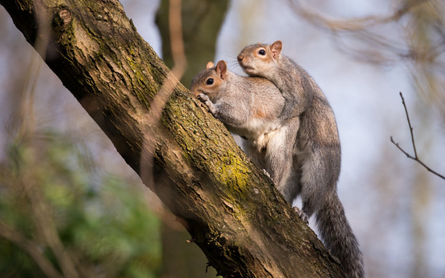 Squirrel branch chippy nature blurry free wallpaper for desktop - medium preview image