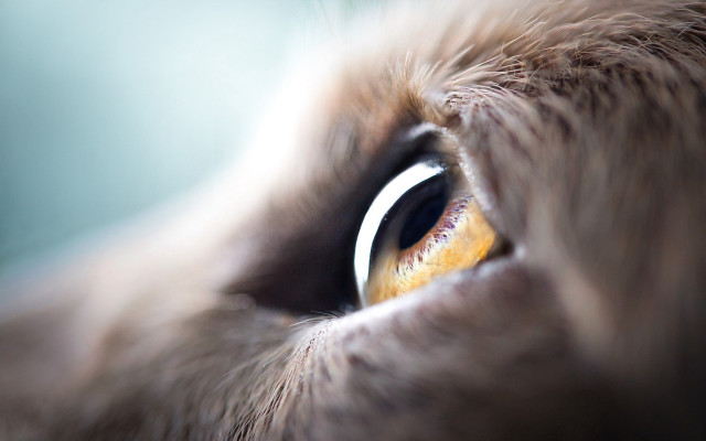 Cat eye blurry fur macro free wallpaper for desktop - medium preview image