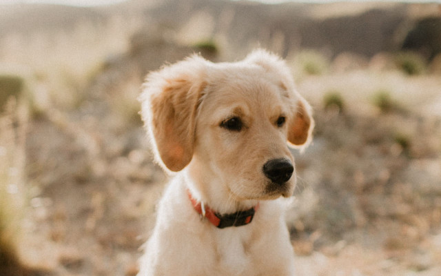 Sad shiba inu field blurry free wallpaper for desktop - medium preview image