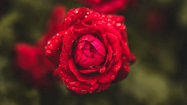Red rose water droplets macro #16 free wallpaper for desktop - medium preview image
