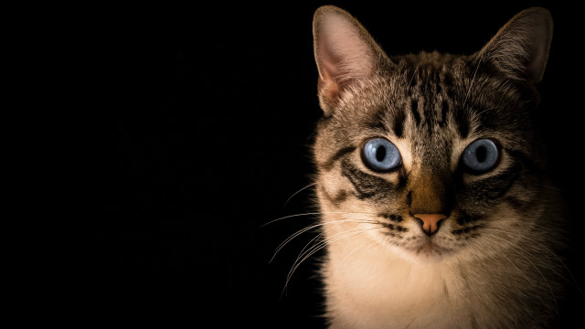 Cat blue eyes symmetrical black free wallpaper for desktop - medium preview image