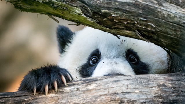 Panda peeking branch big eyes free wallpaper for desktop - medium preview image