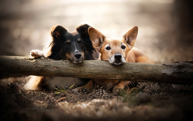 Dogs over log woods brown free wallpaper for desktop - medium preview image