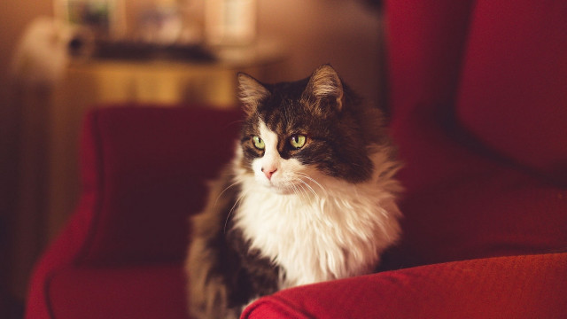Cat regal portrait red chair free wallpaper for desktop - medium preview image