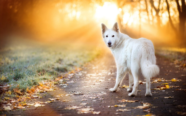 White dog forest road sunbeams free wallpaper for desktop - medium preview image