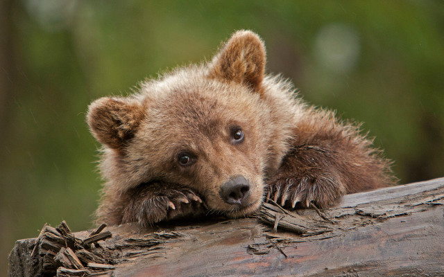 Brown bear cub resting log free wallpaper for desktop - medium preview image