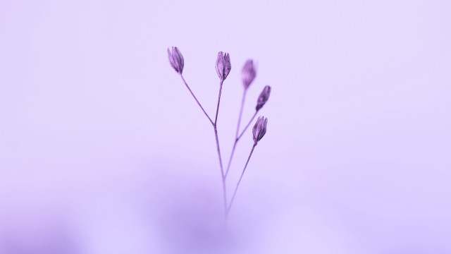 Single flower purple background macro free wallpaper for desktop - medium preview image