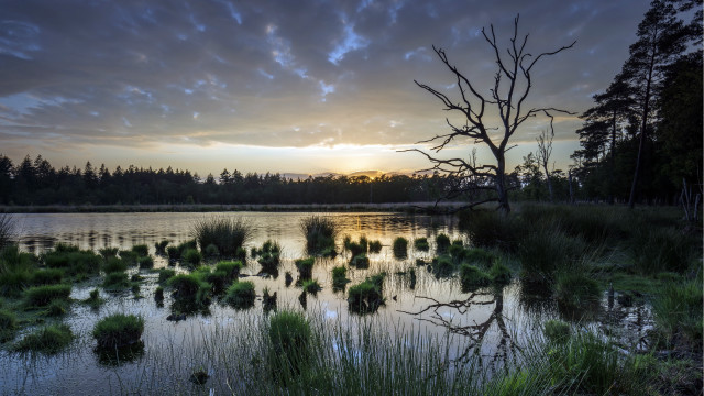 Lake tree sunset clouds forest free wallpaper for desktop - medium preview image