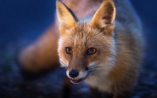 Fox closeup blurry background animal #2 free wallpaper for desktop - medium preview image