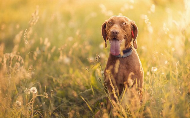 Dog tongue out field sunset free wallpaper for desktop - medium preview image