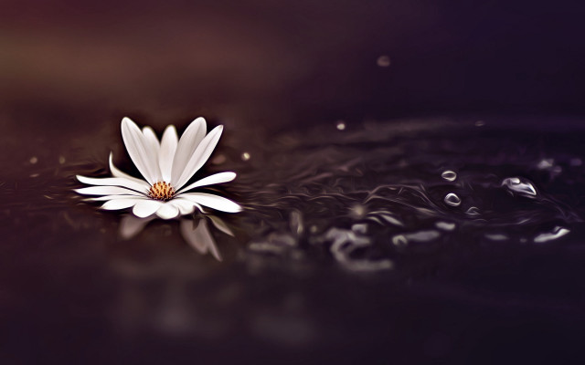 White flower floating bubbles water free wallpaper for desktop - medium preview image