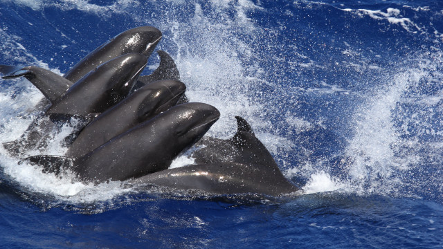 Dolphins ocean surfing night starry free wallpaper for desktop - medium preview image