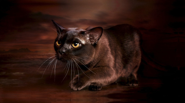Cat large yellow eyes dark free wallpaper for desktop - medium preview image