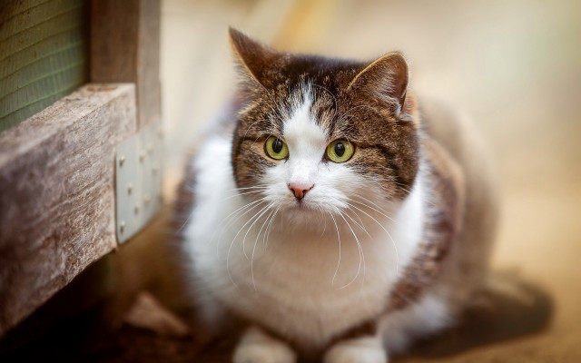 Sad cat photorealistic blurry background #2 free wallpaper for desktop - medium preview image