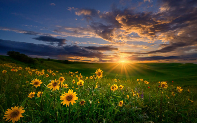 Sunflowers sunset clouds field nature free wallpaper for desktop - medium preview image