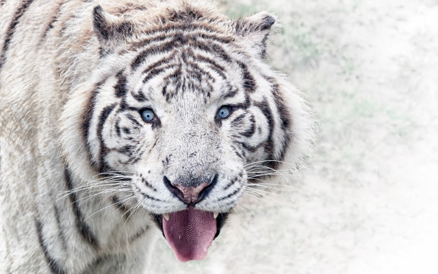 White tiger open mouth blue free wallpaper for desktop - medium preview image