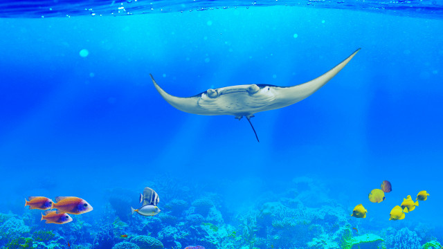 Manta ray coral reef tropical free wallpaper for desktop - medium preview image