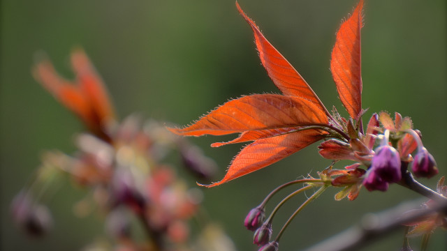Flower closeup blurry background macro #10 free wallpaper for desktop - medium preview image