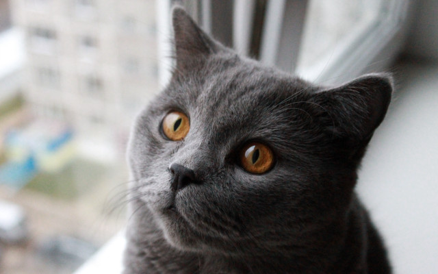 Black cat city window constructivism free wallpaper for desktop - medium preview image