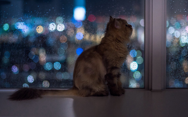 Cat window night city lights free wallpaper for desktop - medium preview image