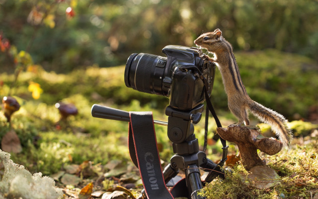 Camera squirrel tripod woods christmas free wallpaper for desktop - medium preview image
