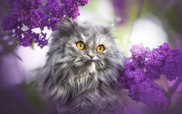 Cat purple flower bush yellow free wallpaper for desktop - medium preview image