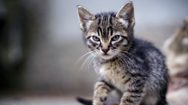 Kitten cement tiltshift blurry focus free wallpaper for desktop - medium preview image