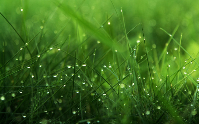Grass water droplets closeup green free wallpaper for desktop - medium preview image