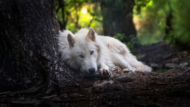 White wolf forest blue eyed free wallpaper for desktop - medium preview image