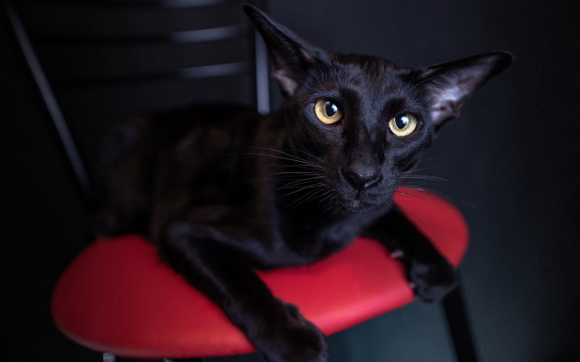 Black cat red chair serious free wallpaper for desktop - medium preview image