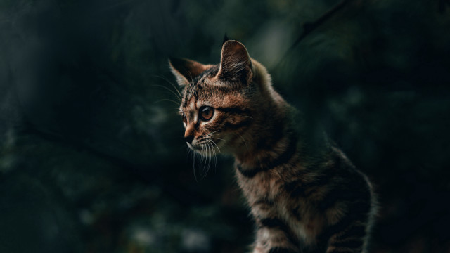 Cat dark standing distant blurry free wallpaper for desktop - medium preview image