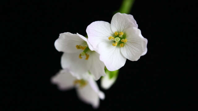 White flowers green stem macro free wallpaper for desktop - medium preview image