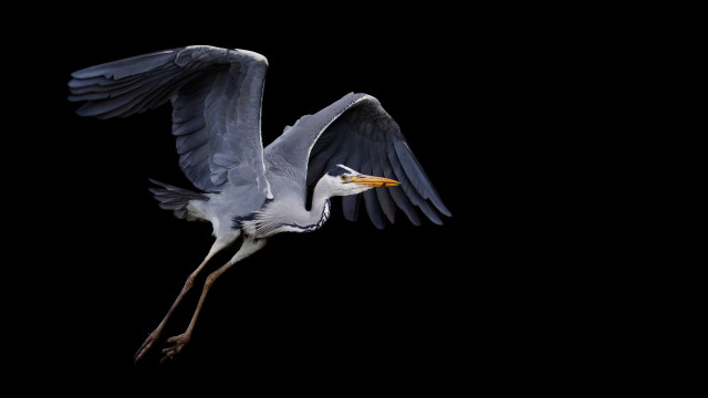 Flying bird wings open beak free wallpaper for desktop - medium preview image