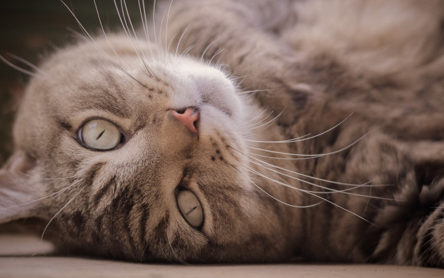 Cat back eyeswide paw ground free wallpaper for desktop - medium preview image