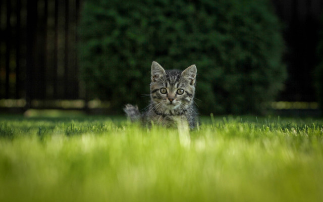 Kitten curious grass tiltshift nature free wallpaper for desktop - medium preview image
