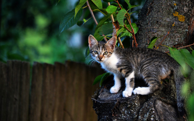 Cat stump yard fence tree free wallpaper for desktop - medium preview image