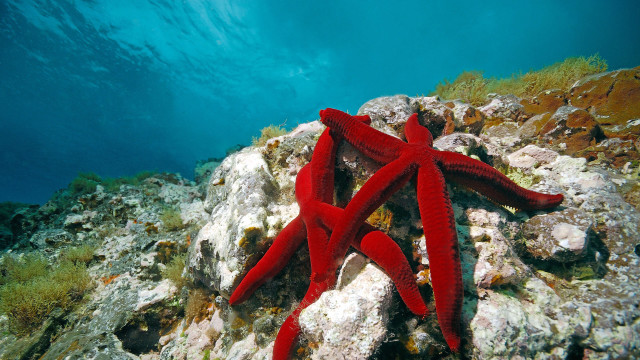 Red starfish rocky reef blue free wallpaper for desktop - medium preview image