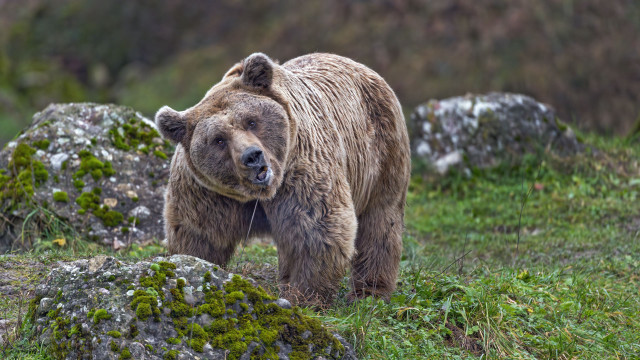 Brown bear walking grassy field free wallpaper for desktop - medium preview image
