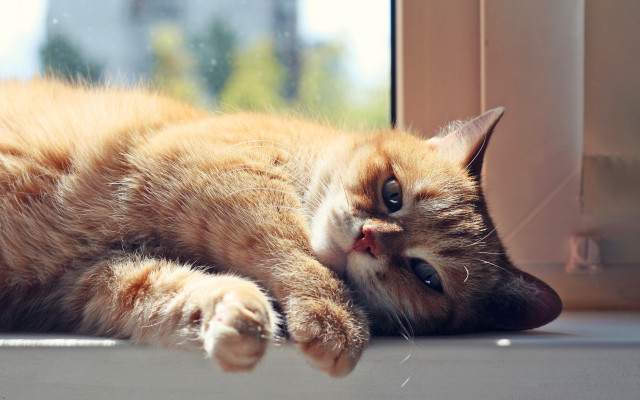 Cat window sill sunny day free wallpaper for desktop - medium preview image