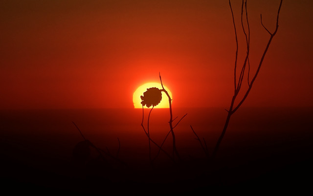 Sunset tree bird silhouette moon free wallpaper for desktop - medium preview image