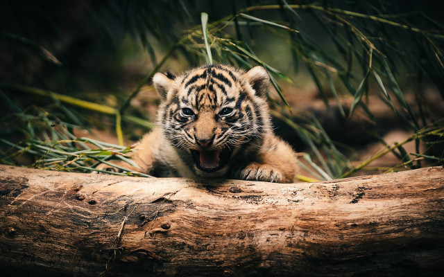 Tiger cub yawning log forest free wallpaper for desktop - medium preview image