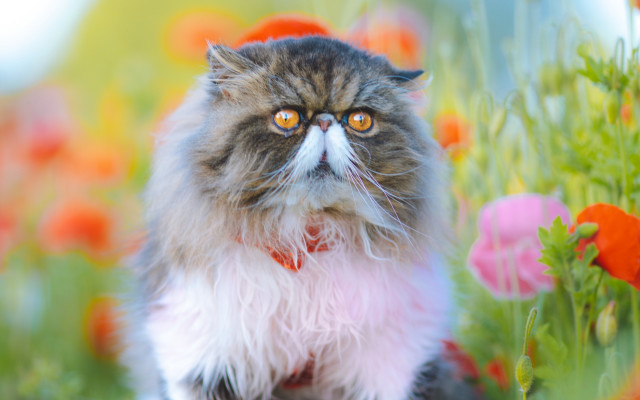 Cat red collar sad impressionism free wallpaper for desktop - medium preview image