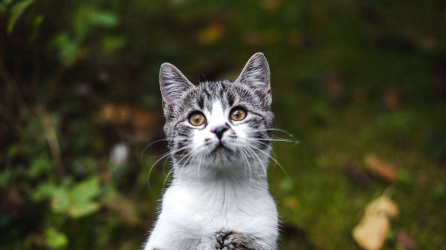 Cat surprised grass bush bokeh free wallpaper for desktop - medium preview image