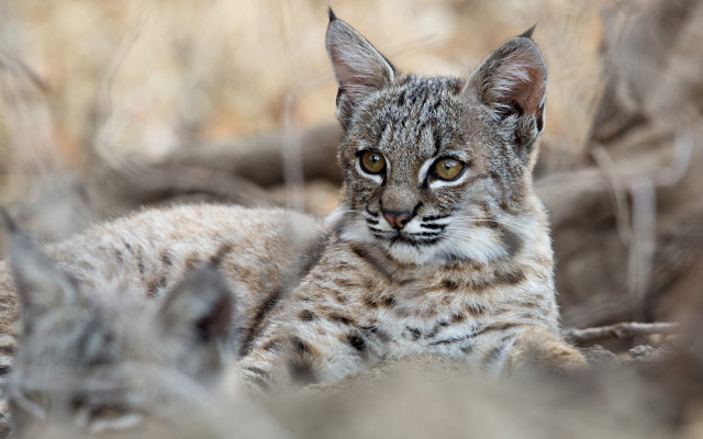 Cat grass blurry background animal free wallpaper for desktop - medium preview image